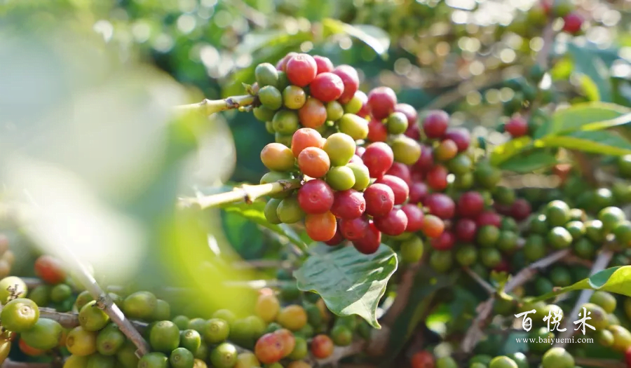 雀巢和星巴克都在用的咖啡豆这款国产咖啡豆——云南小粒咖啡，你了解吗？